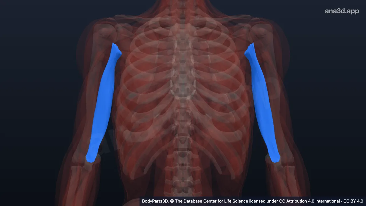Triceps brachii: anatomy, location and function
