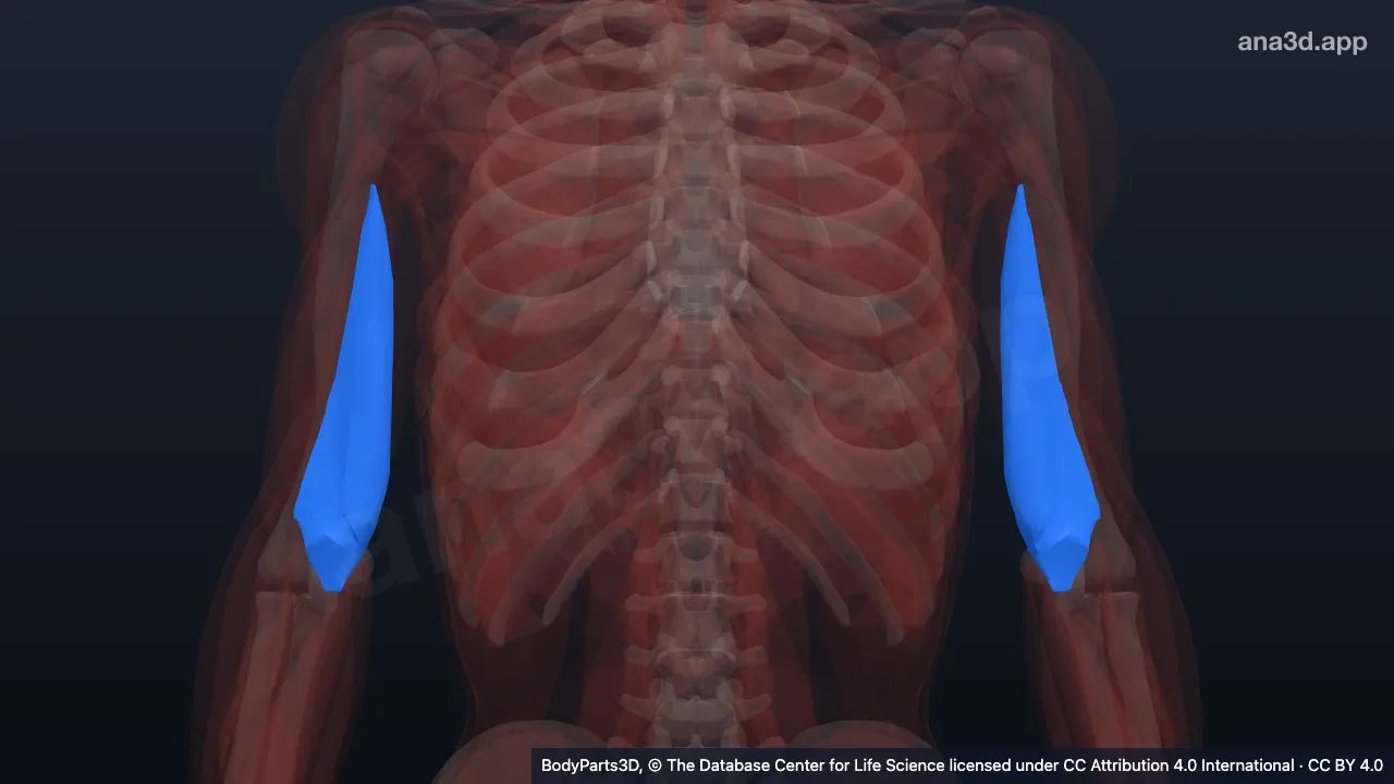 Modelo 3D: Cabeça medial do tríceps braquial
