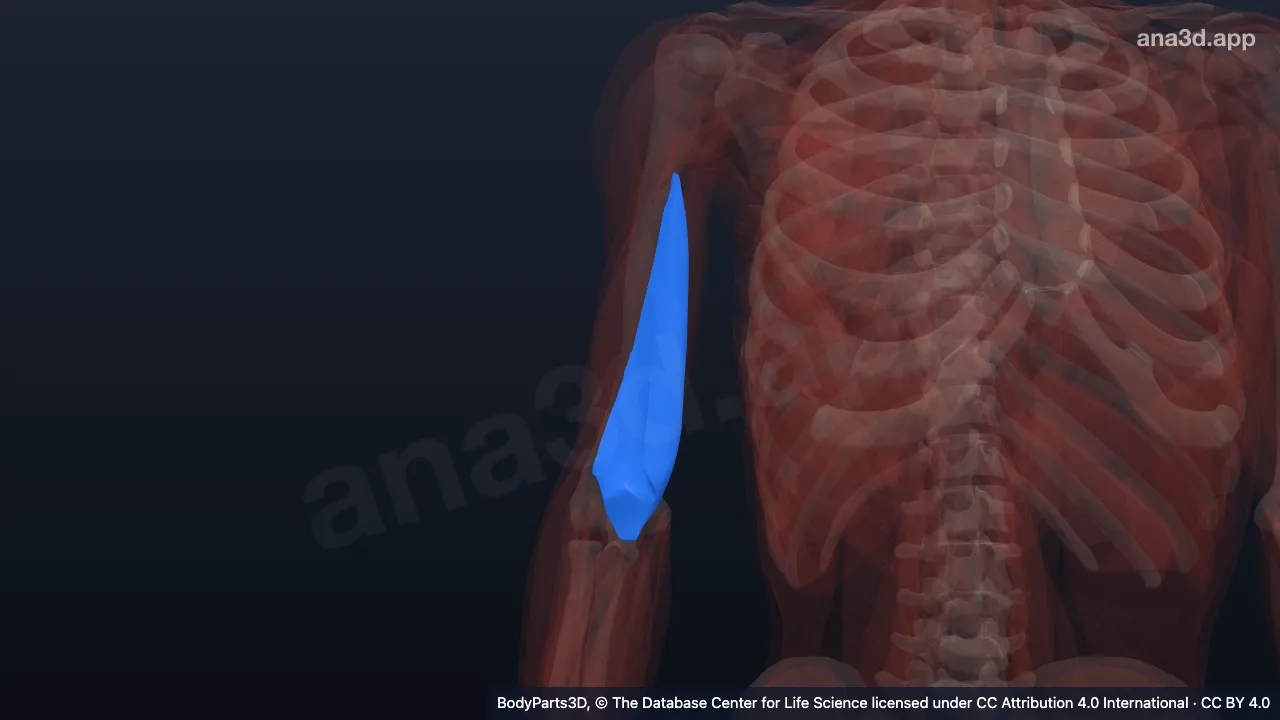 Modelo 3D: Cabeça medial do tríceps braquial direito