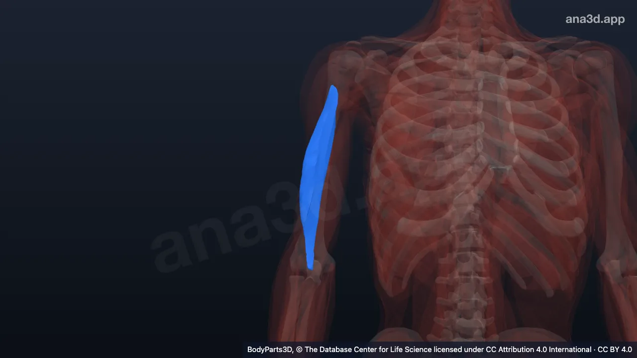 3D model: lateral head of right triceps brachii