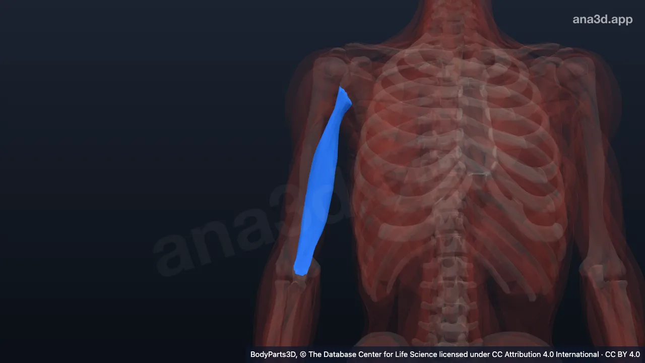 3D model: long head of right triceps brachii