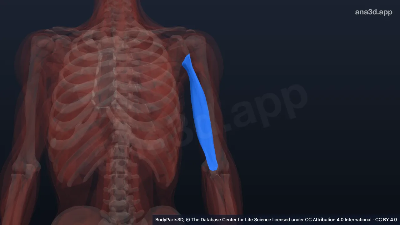 3D model: long head of left triceps brachii