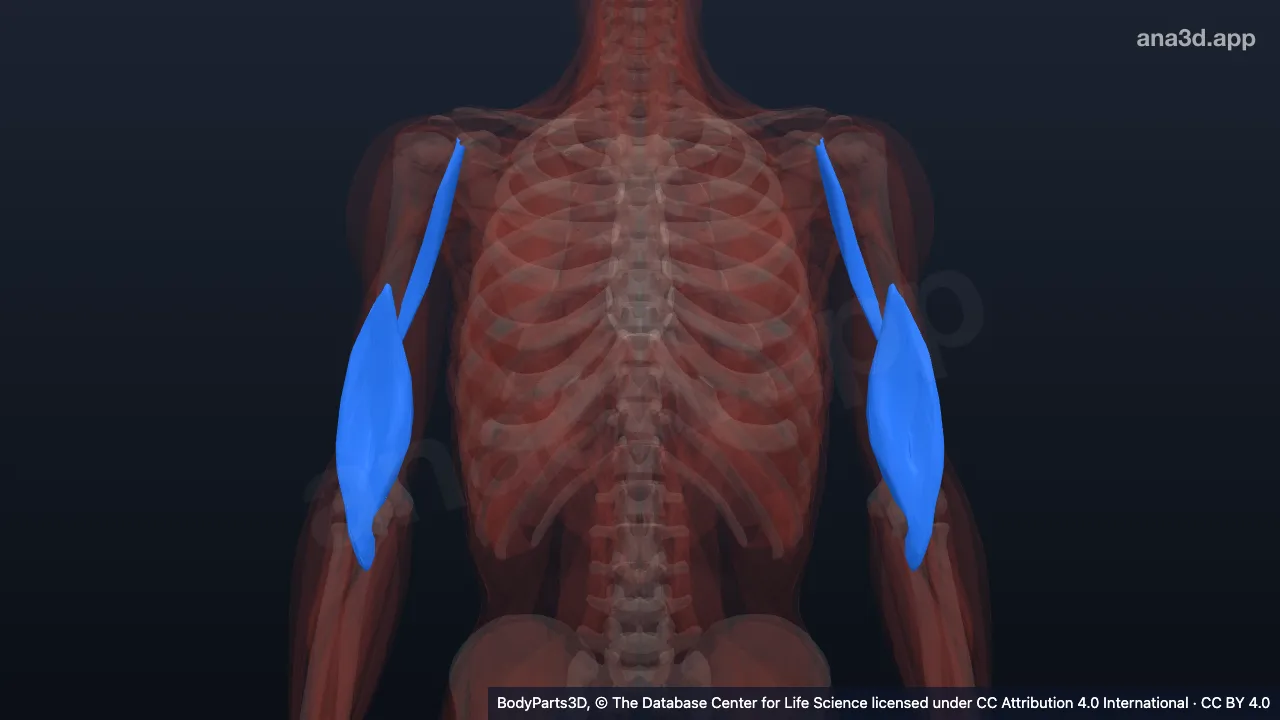 3D model: muscle of anterior compartment of arm