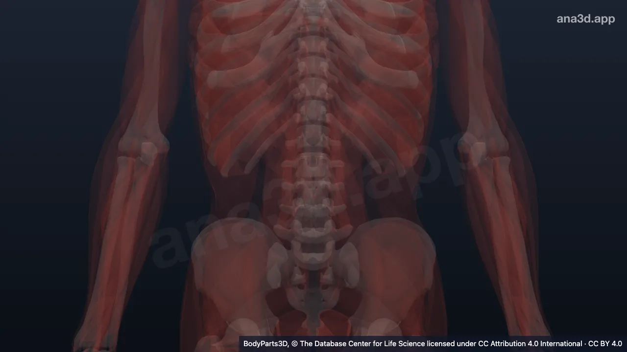 3D model: first lumbrical of right foot