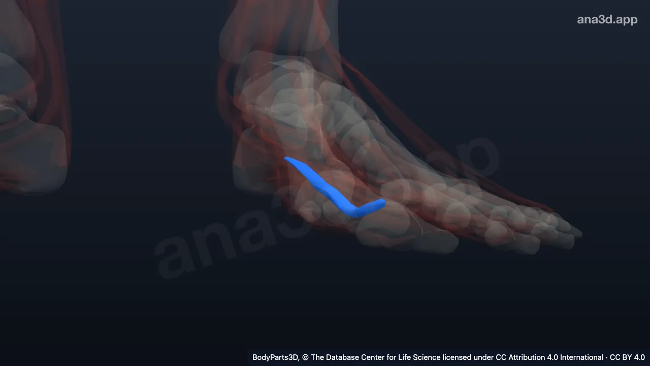 3D model: first lumbrical of left foot