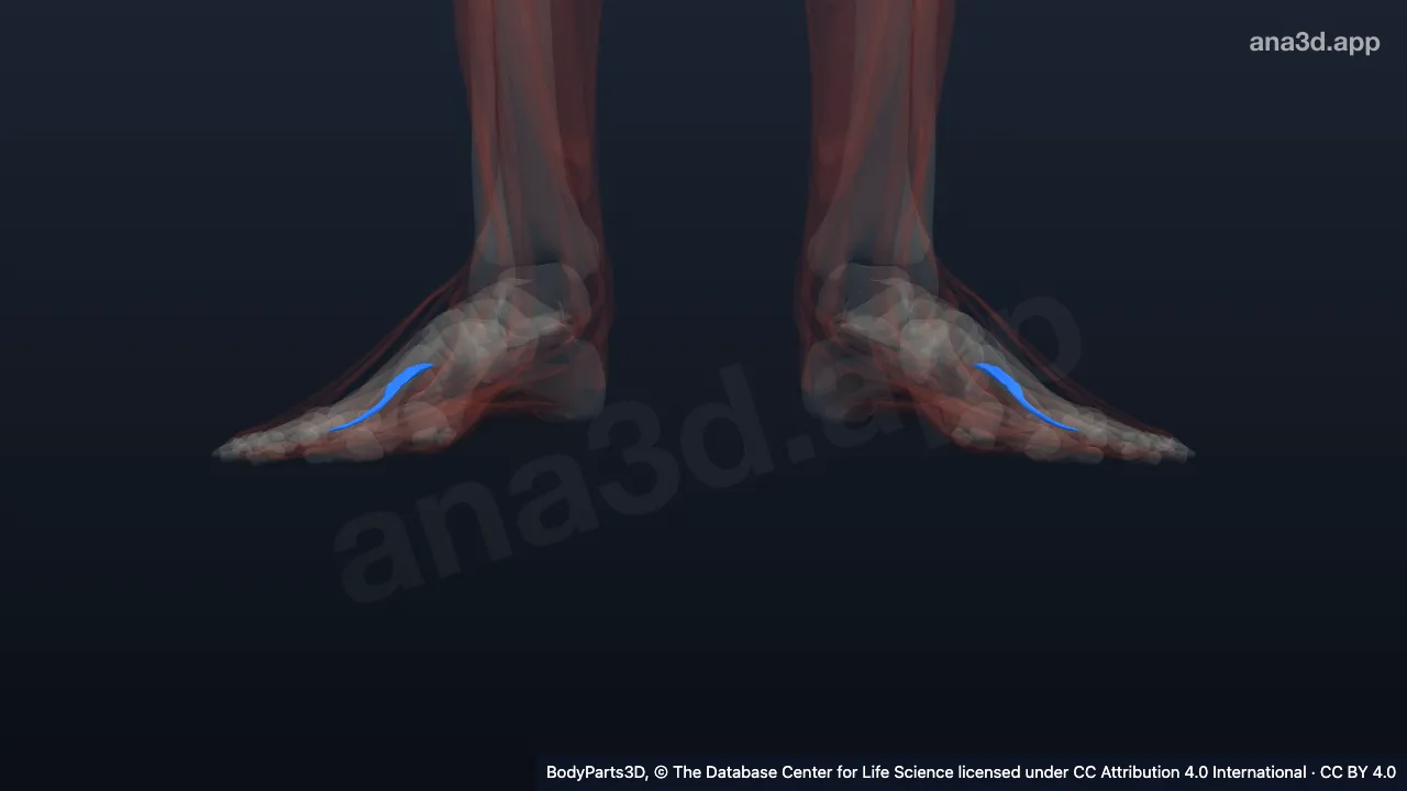 3D model: first plantar interosseous of foot
