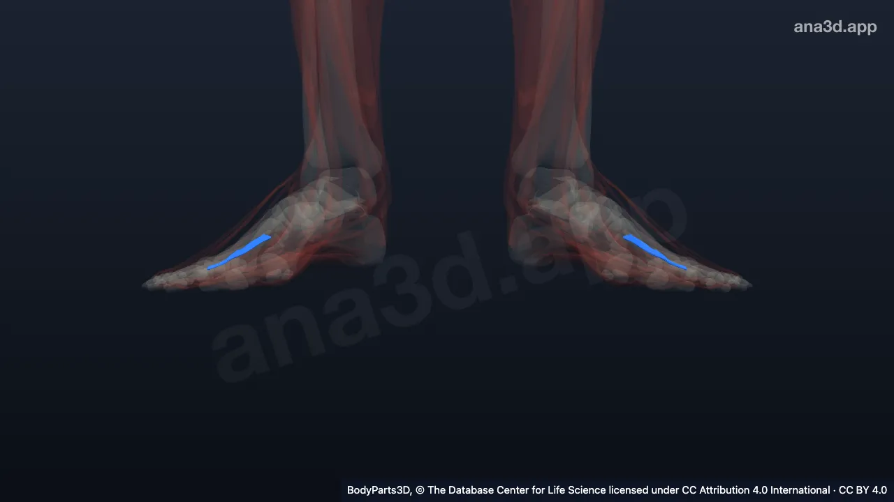 3D model: second plantar interosseous of foot