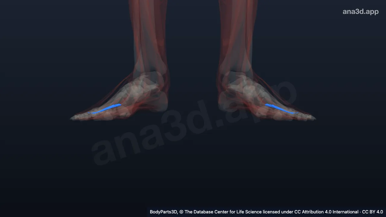 3D model: third plantar interosseous of foot