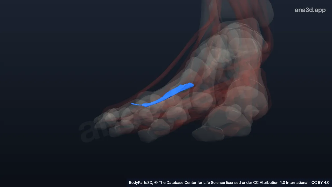 3D model: third plantar interosseous of right foot