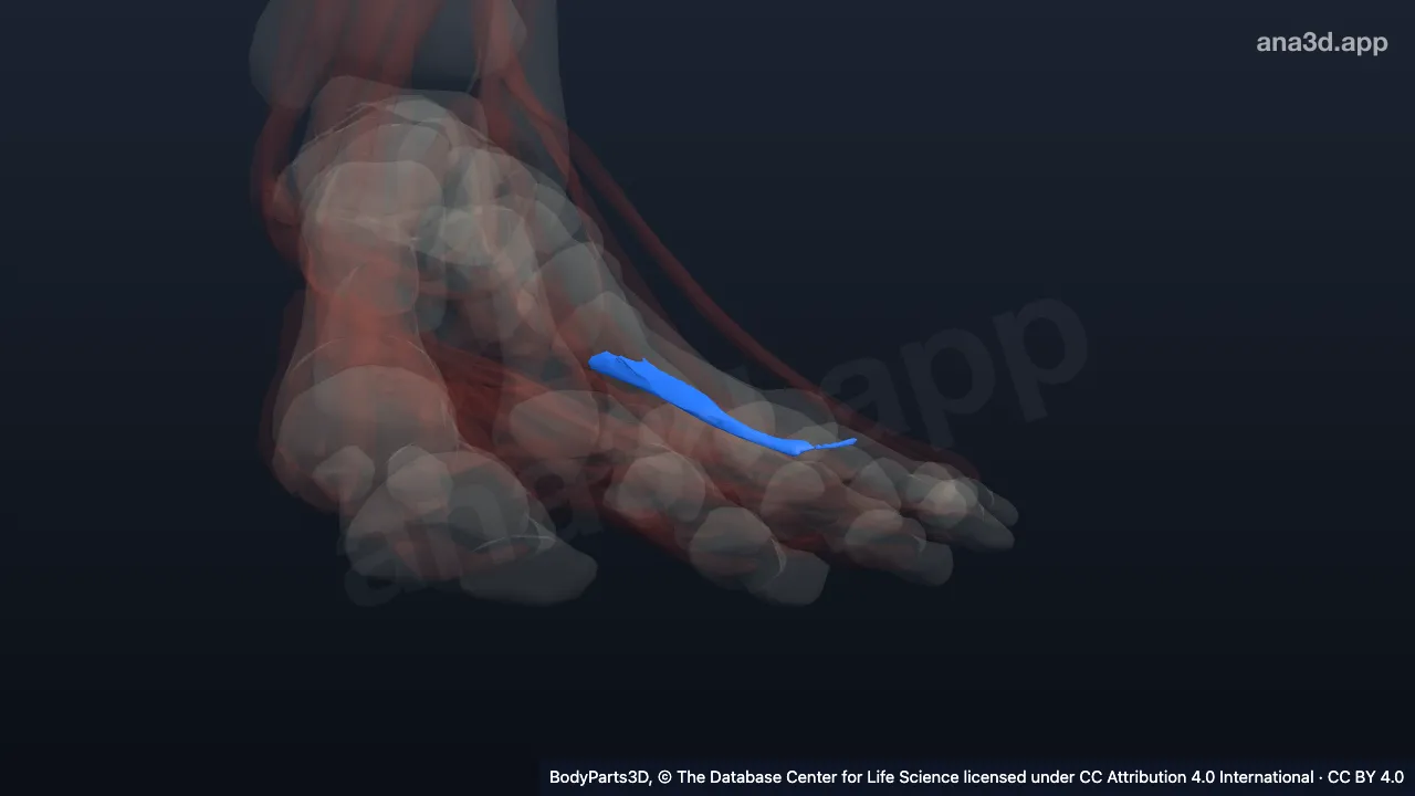 3D model: third plantar interosseous of left foot