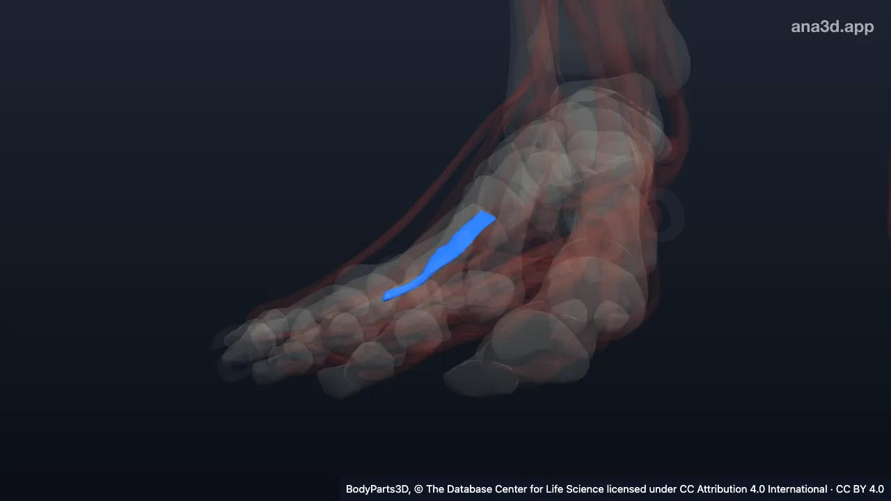 Modelo 3D: Segundo músculo interóseo plantar del pie derecho