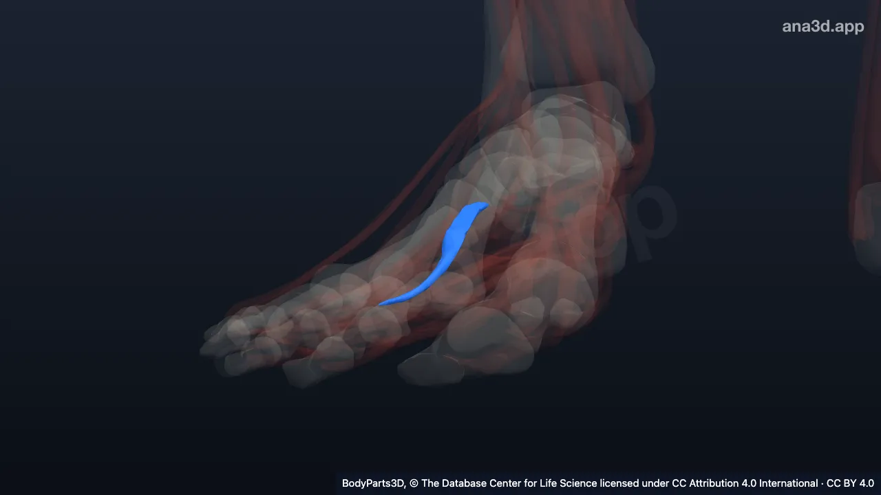 3D model: first plantar interosseous of right foot