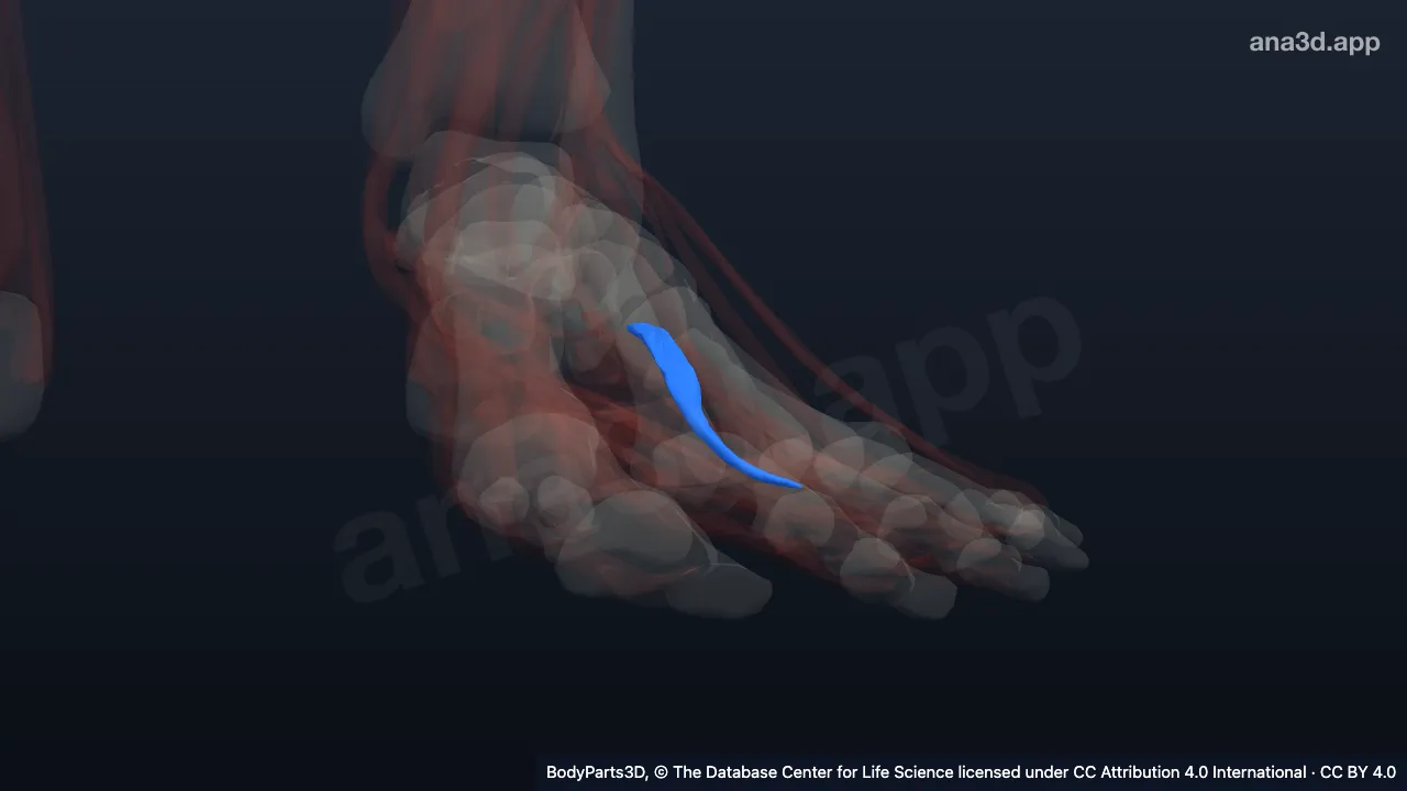 3D model: first plantar interosseous of left foot