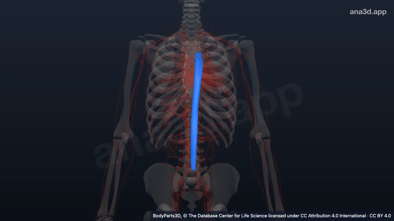 Model 3D: Aorta desendens