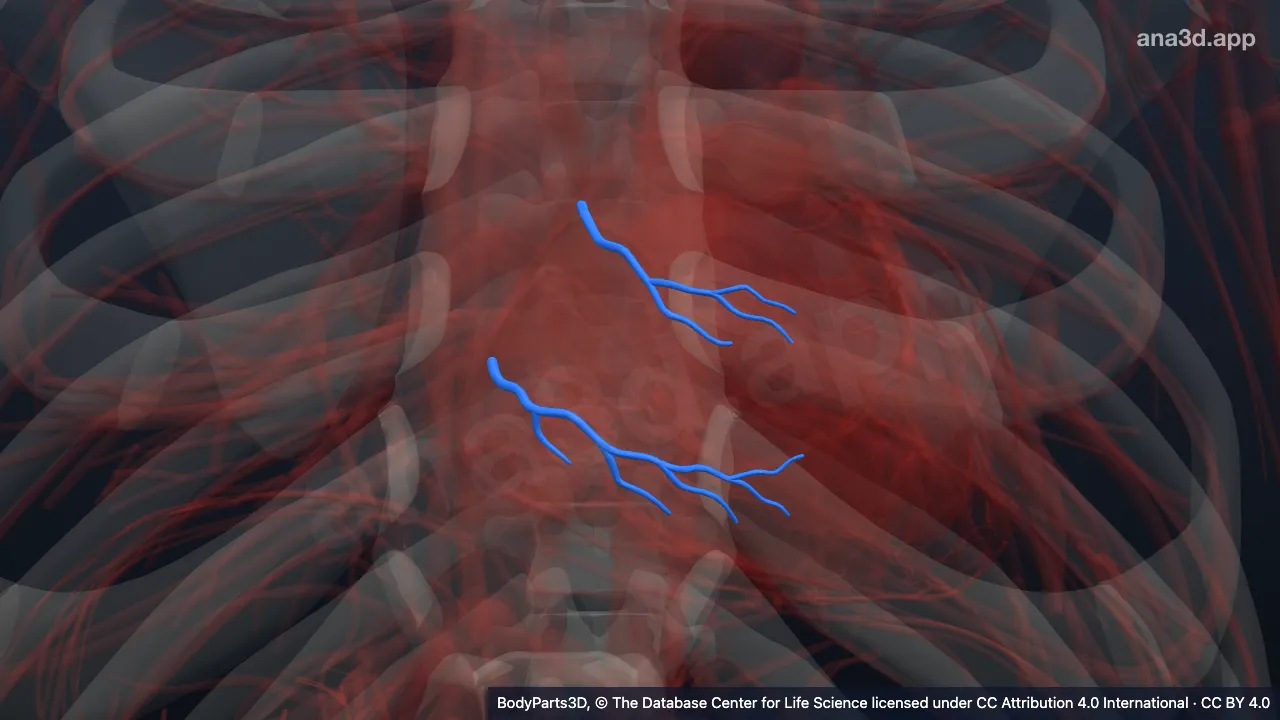 3D model: anterior ventricular branch of right coronary artery