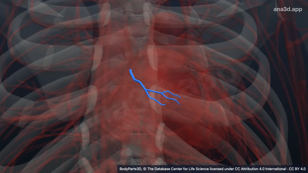 Model 3D: Cabang ventrikularis anterior ke-1 arteri koroner kanan