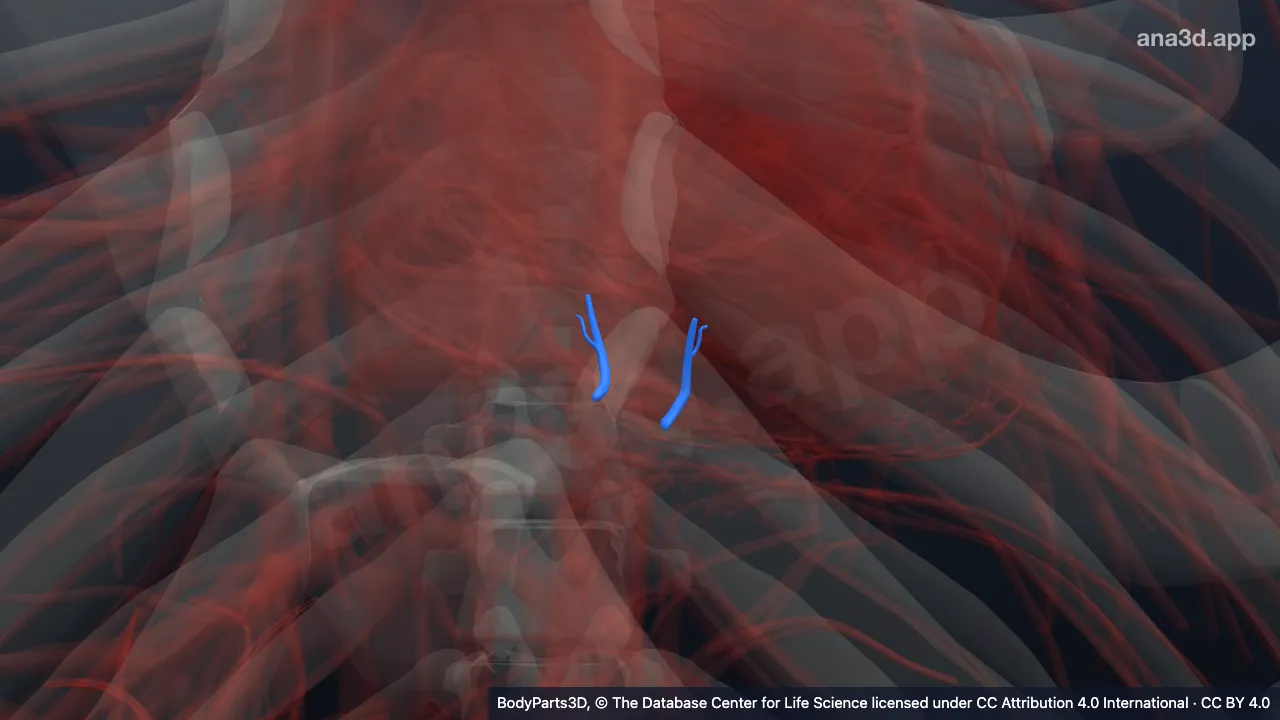 Modelo 3D: Ramo septal da artéria interventricular posterior direita
