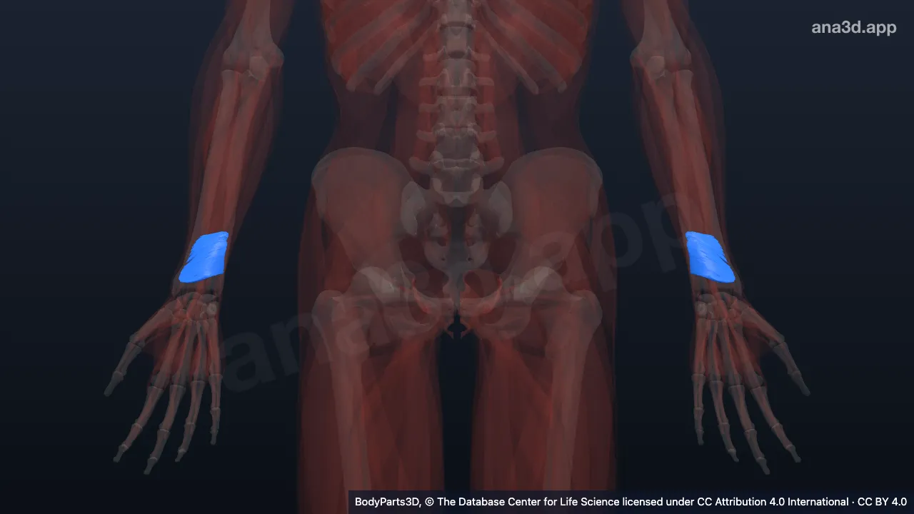 3D model: pronator quadratus
