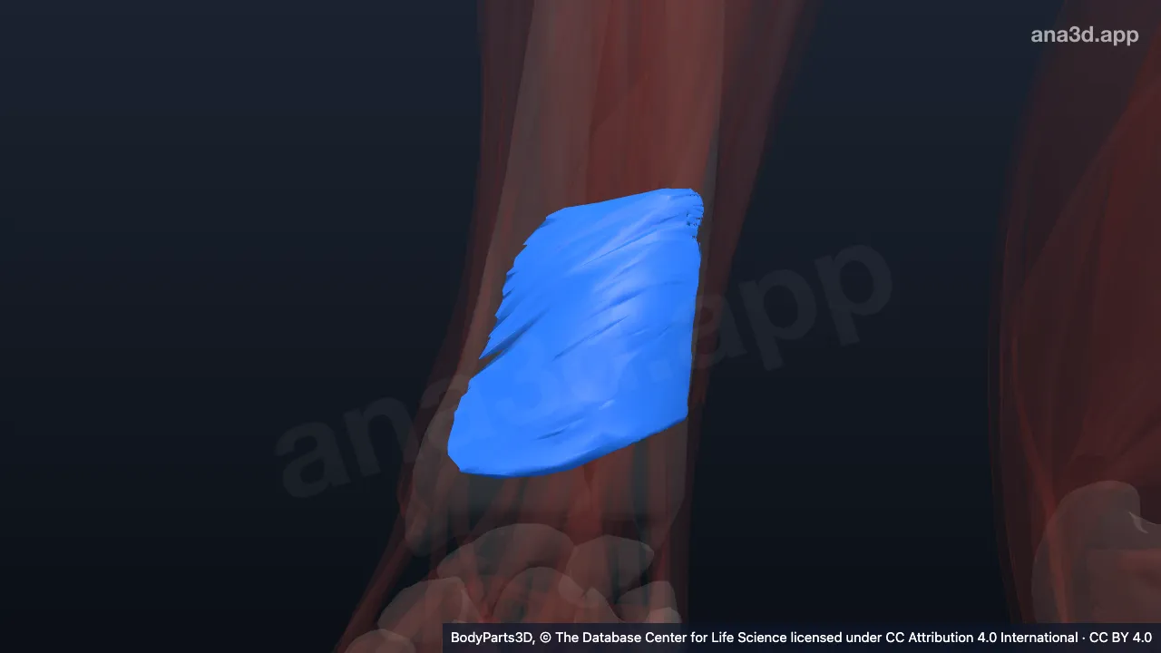 Modèle 3D : Muscle carré pronateur droit