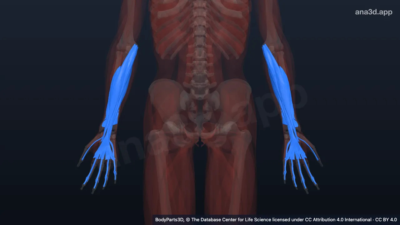3D model: muscle of anterior compartment of forearm