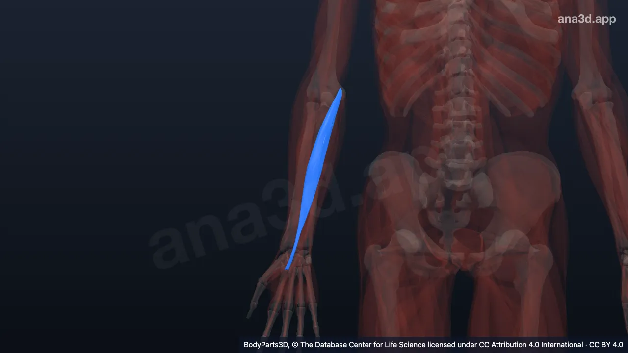 3D model: right flexor carpi radialis