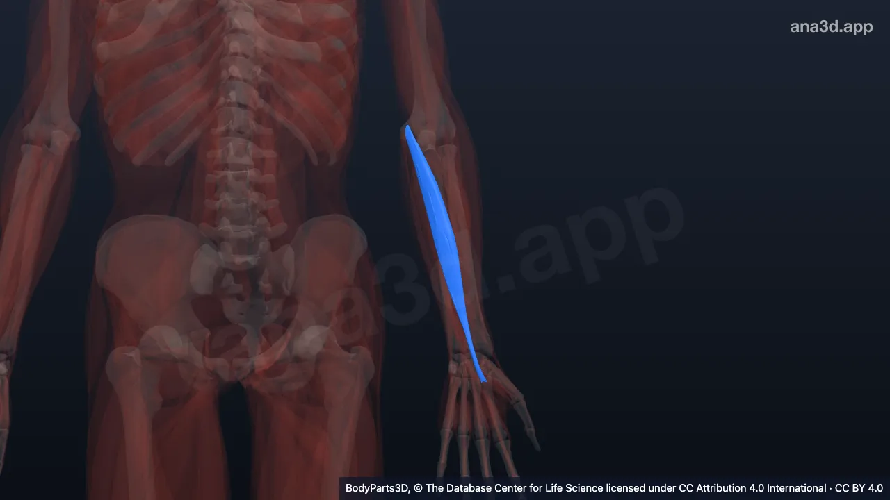 3D model: left flexor carpi radialis