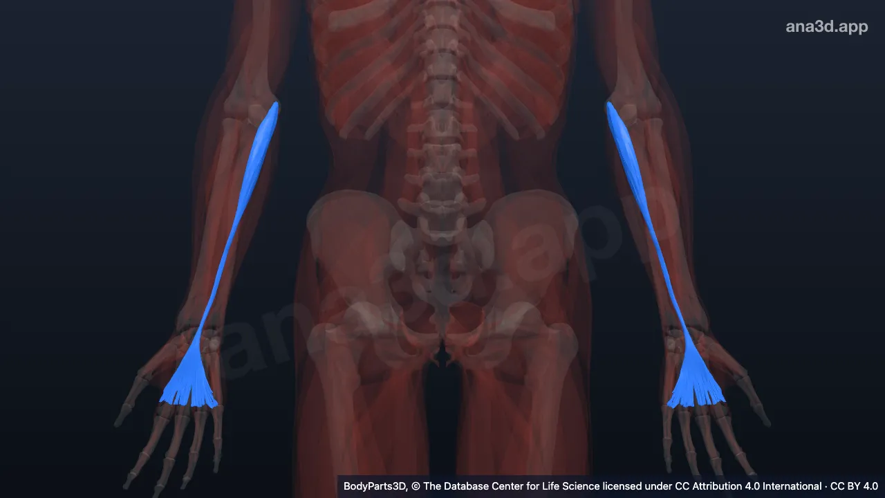 Modèle 3D : muscle long palmaire