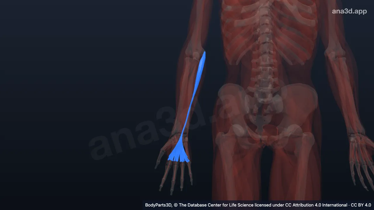 3D model: right palmaris longus