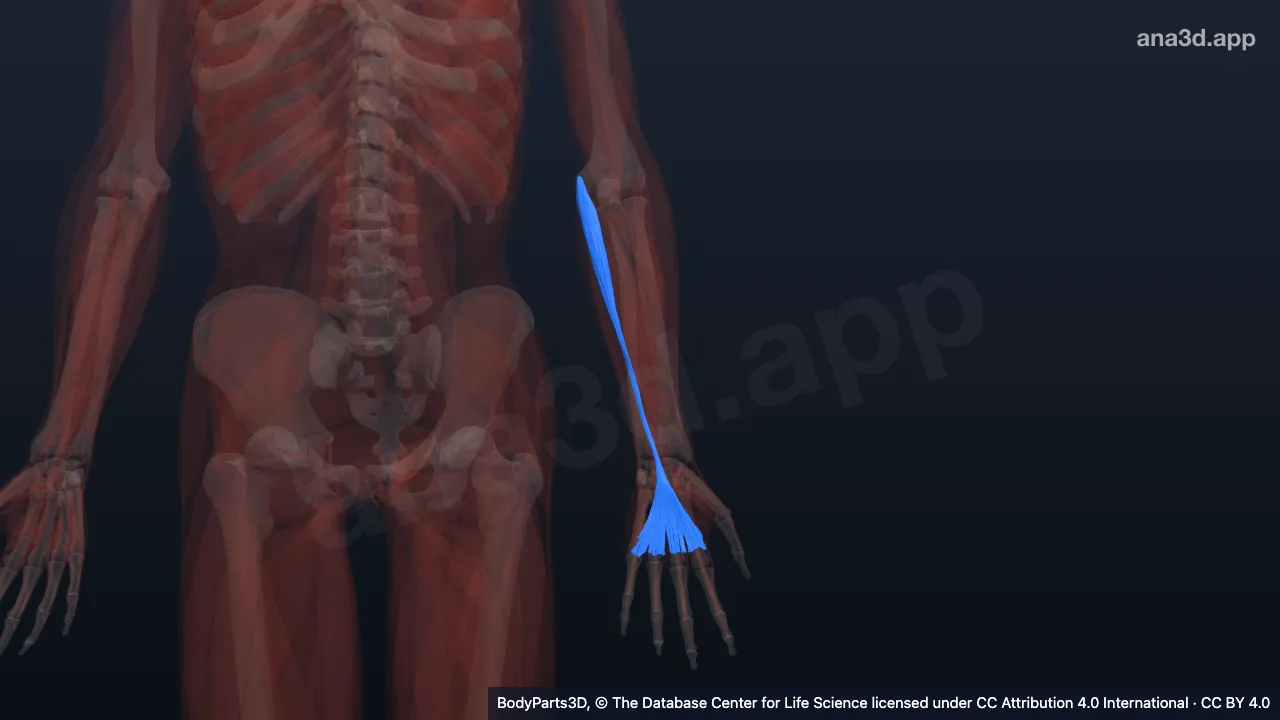 3D model: left palmaris longus