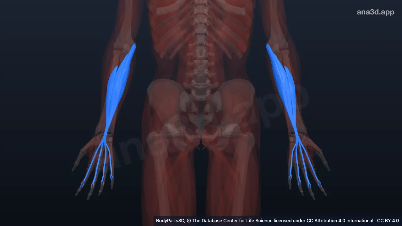 3D model: flexor digitorum superficialis
