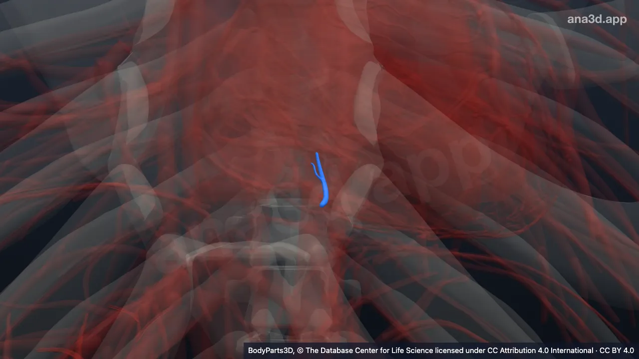 3D-Modell: Erster Ramus septalis der rechten Arteria interventricularis posterior