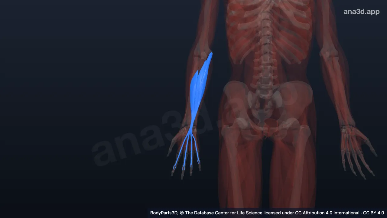 3D model: right flexor digitorum superficialis