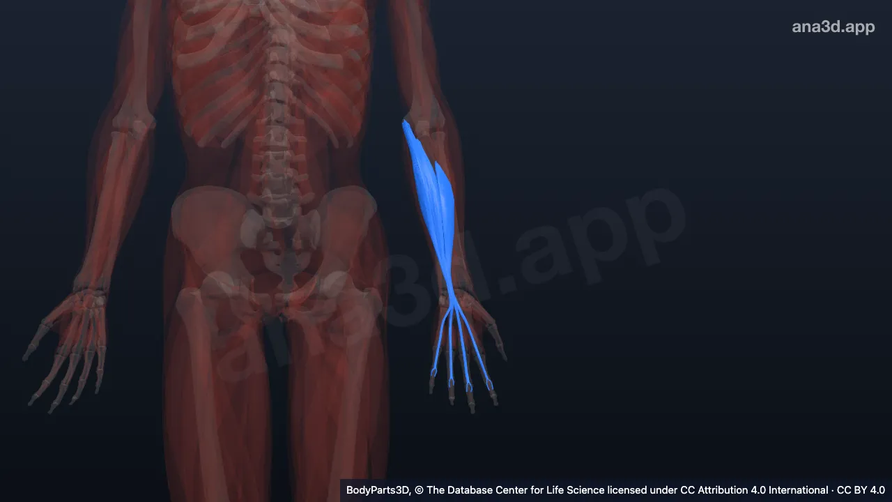 3D model: left flexor digitorum superficialis