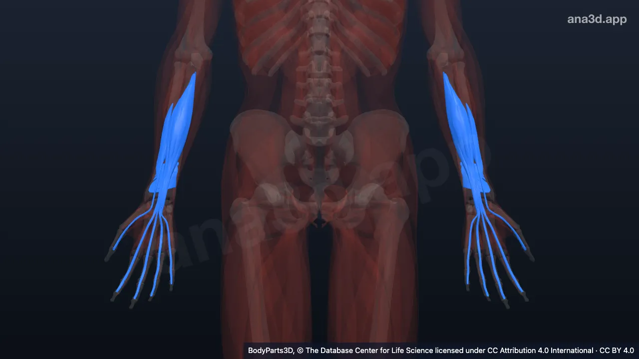 3D model: deep muscle of anterior compartment of forearm