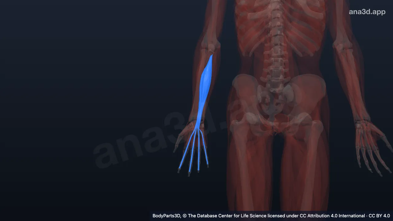 3D model: right flexor digitorum profundus