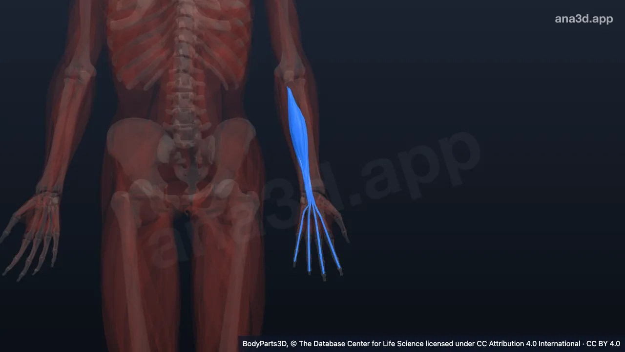 3D model: left flexor digitorum profundus