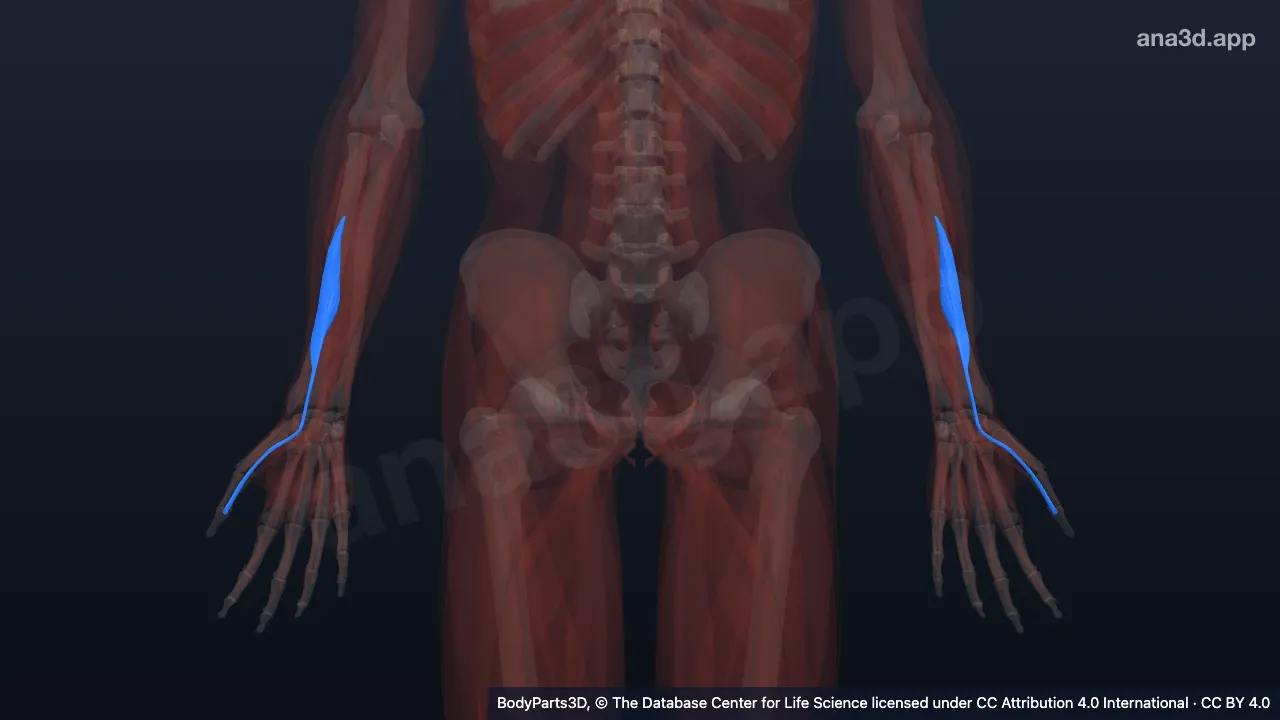 Mô hình 3D: Cơ gấp ngón tay cái dài