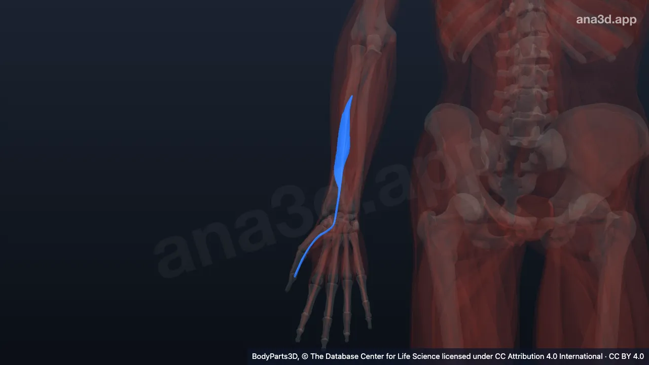 3D-Modell: Rechter Musculus flexor pollicis longus