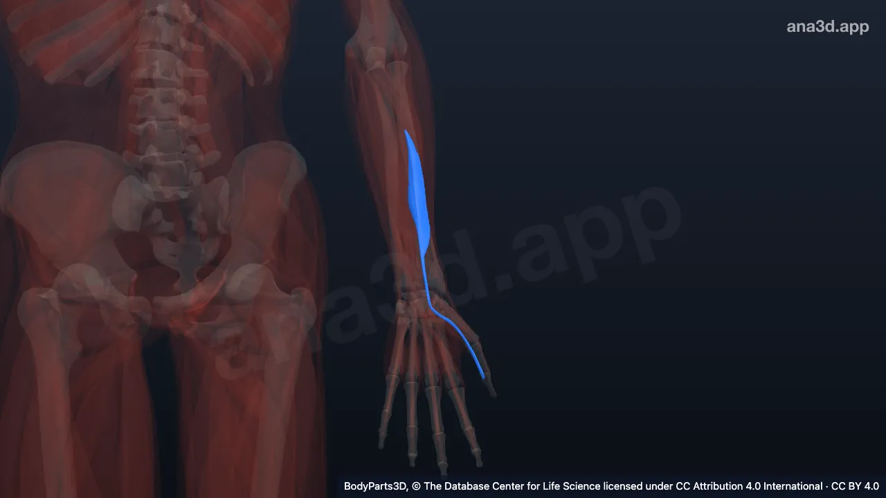 3D-Modell: Linker Musculus flexor pollicis longus