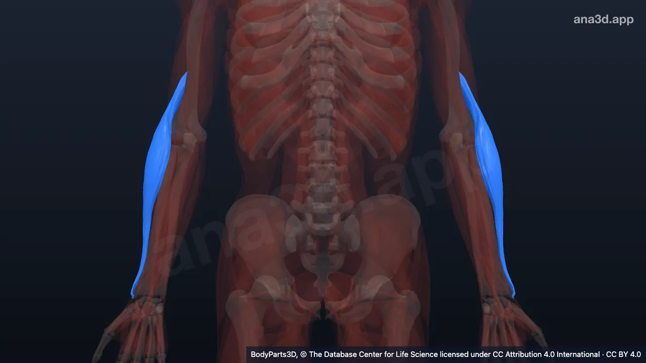 3D model: brachioradialis