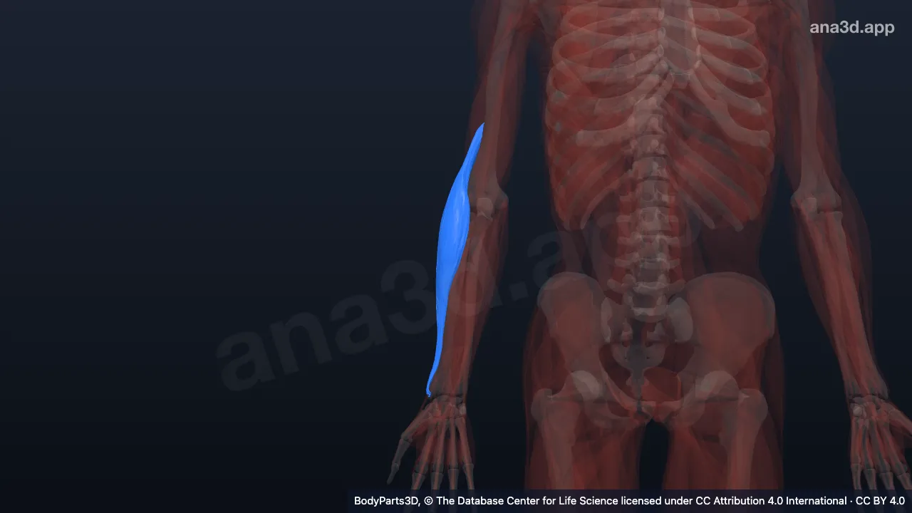 3D model: right brachioradialis