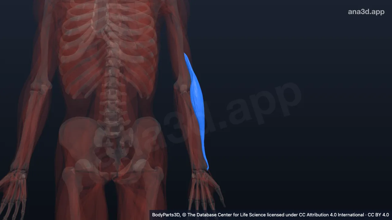 3D model: left brachioradialis