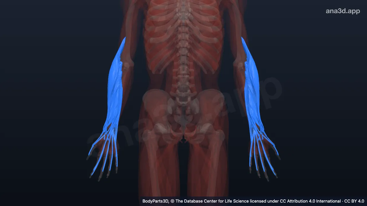 3D model: muscle of posterior compartment of forearm