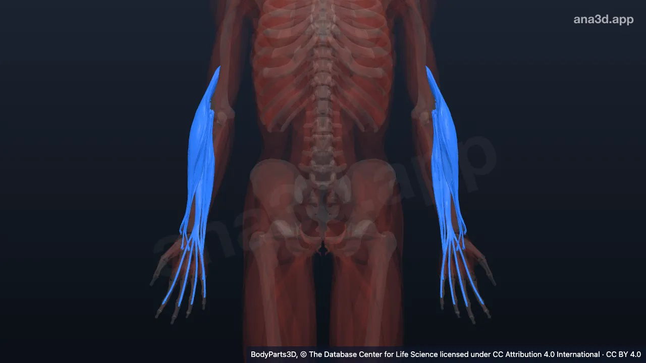 Model 3D: Otot superfisial kompartemen posterior lengan bawah