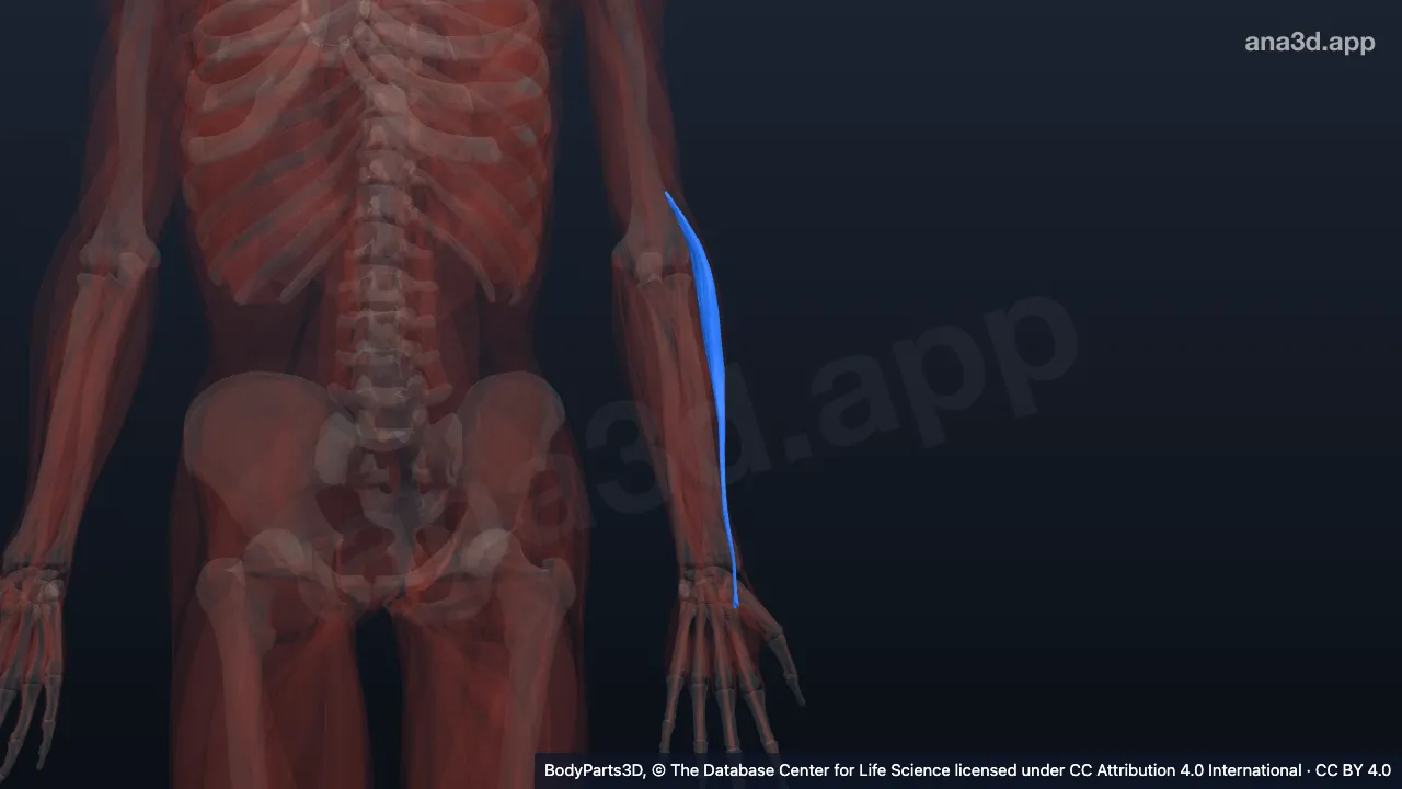 3D model: left extensor carpi radialis longus