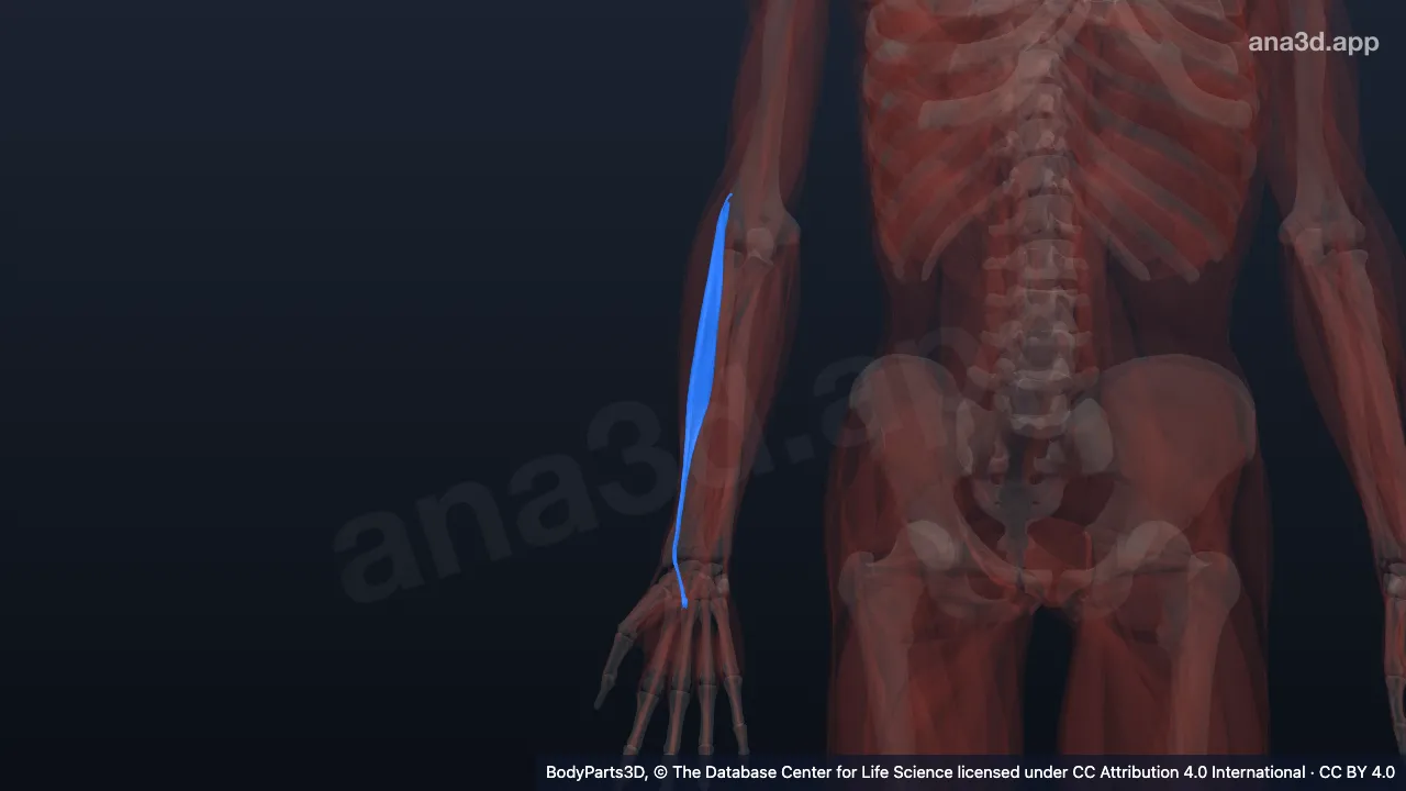 3D model: right extensor carpi radialis brevis