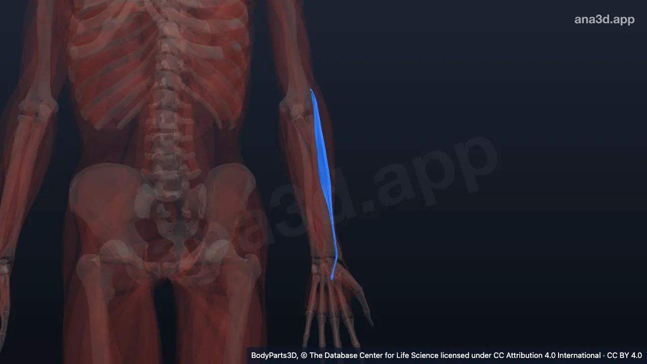 3D model: left extensor carpi radialis brevis