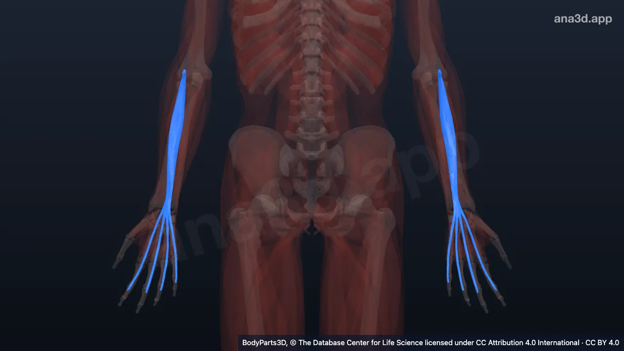 3D model: extensor digitorum