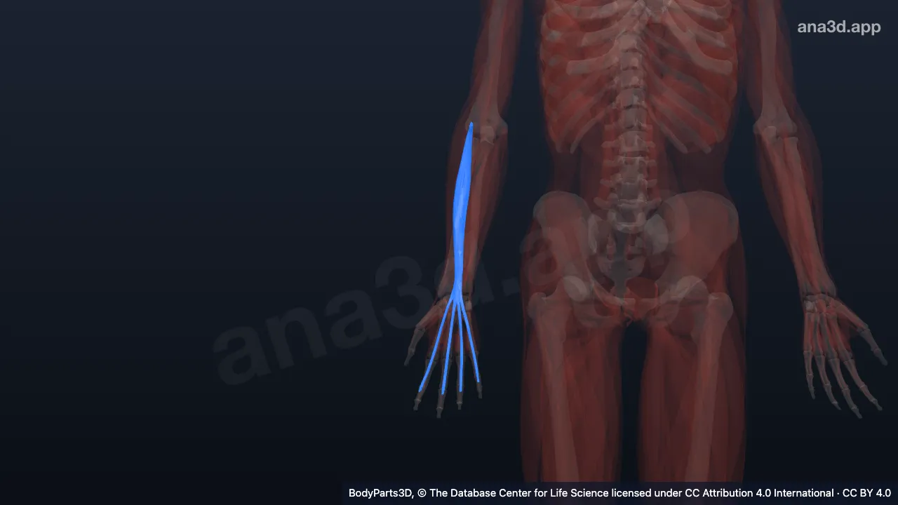 3D model: right extensor digitorum