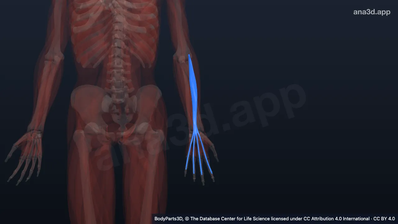 3D model: left extensor digitorum